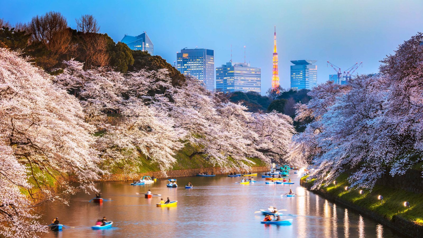 Check the sakura forecast for Japan's 2024 cherry blossom season