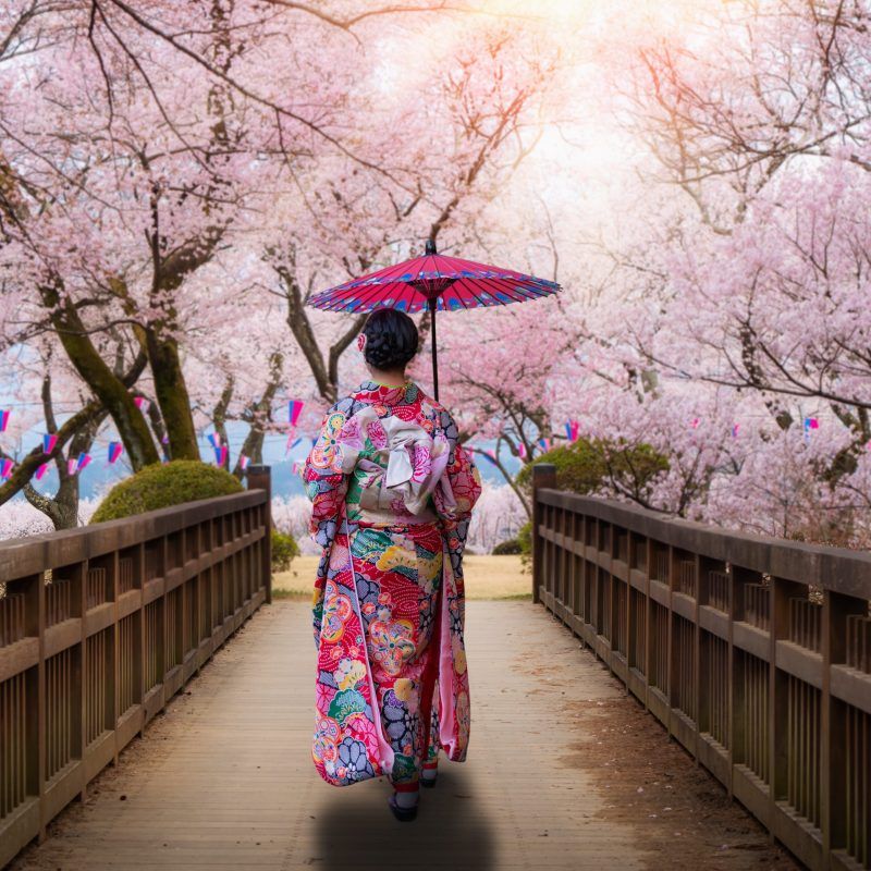 Check the sakura forecast for Japan's 2024 cherry blossom season