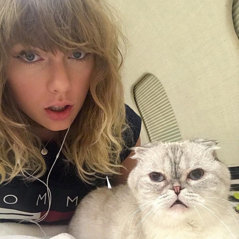 Taylor Swift's cat Olivia Benson has a higher net worth than Travis Kelce