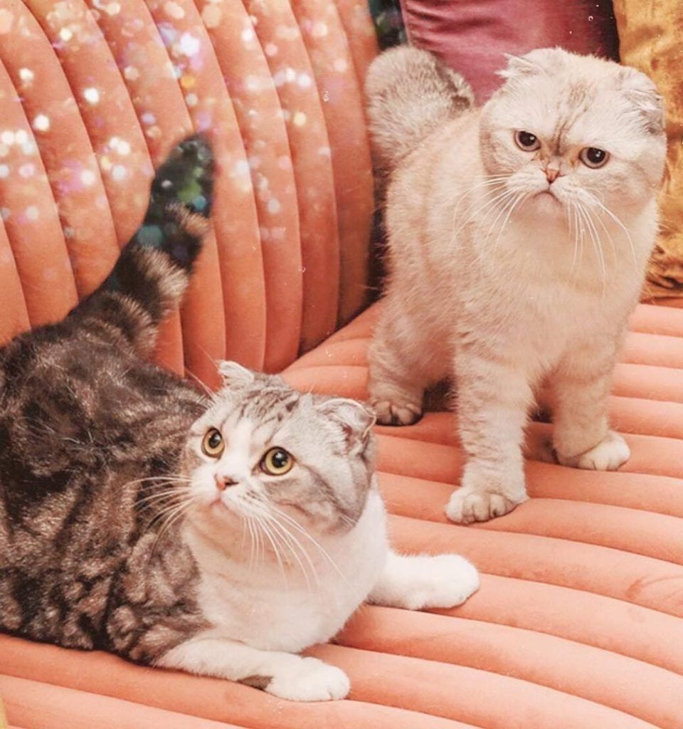 Get to know Taylor Swift’s cats: Meredith Grey, Olivia Benson, and Benjamin Button