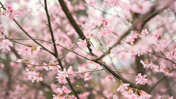 HKIA Brings Cherry Blossom Garden to Hong Kong | Lifestyle Asia