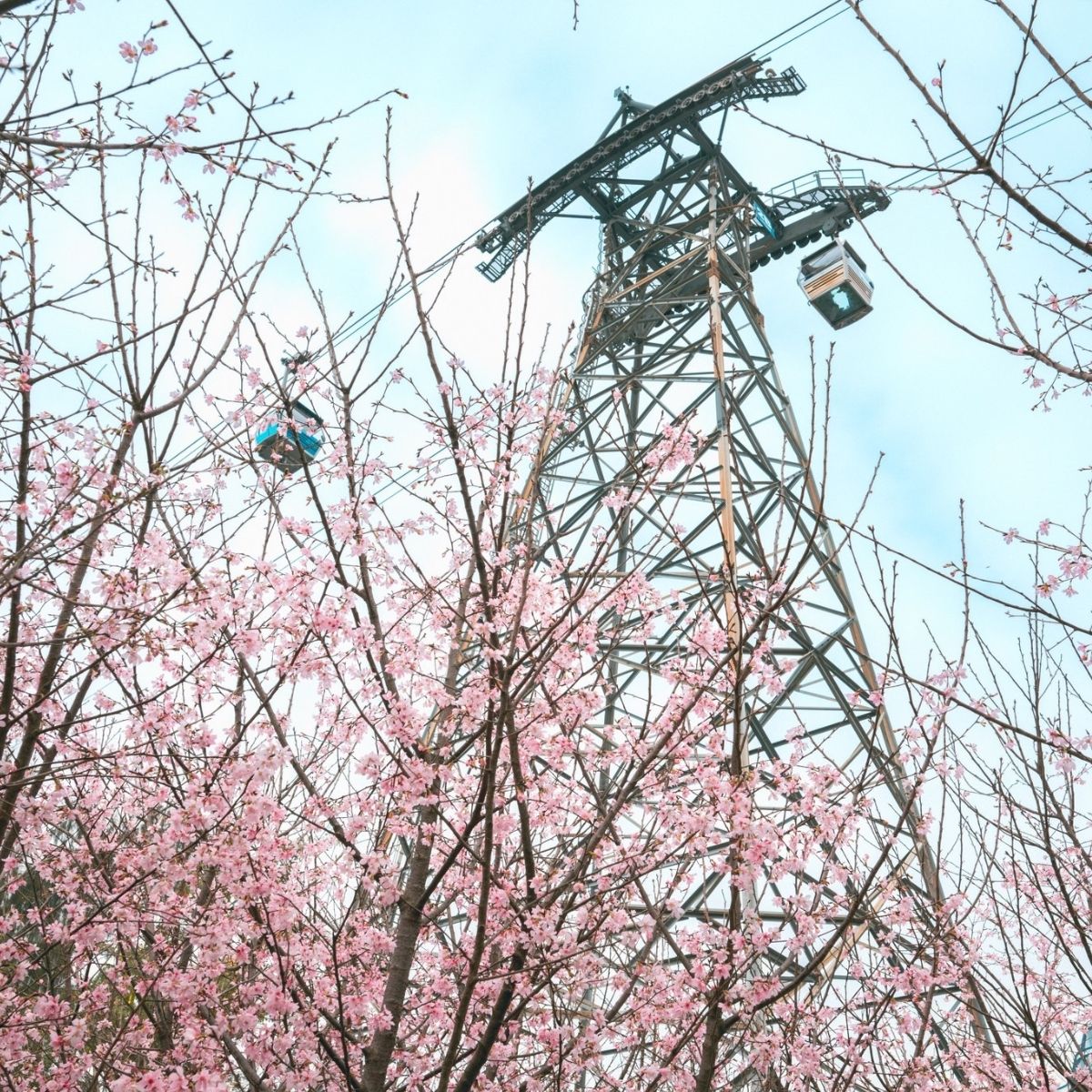 HKIA Brings Cherry Blossom Garden to Hong Kong | Lifestyle Asia