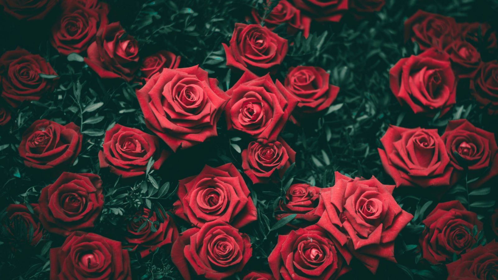 Red Rose Alternative 7 Best alternatives to roses to surprise your partner with on Valentine ...
