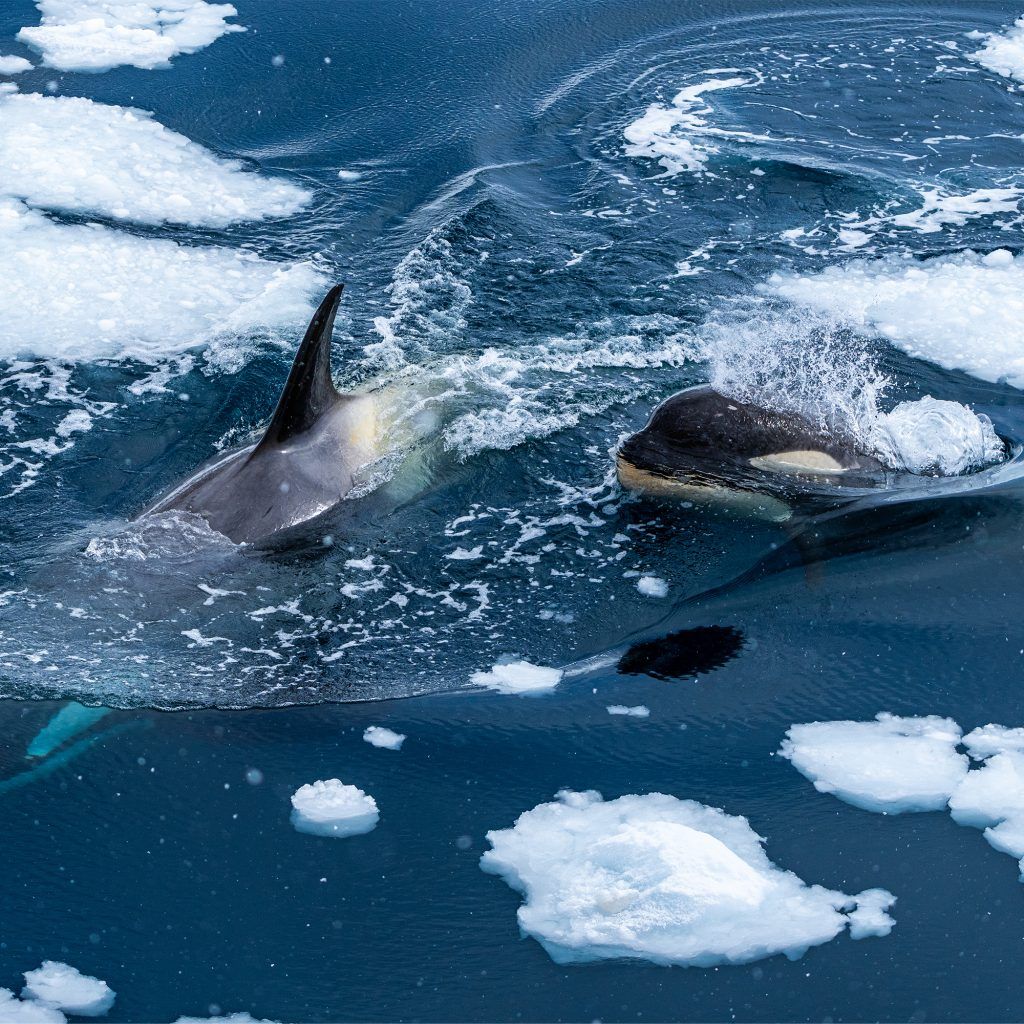All 13 killer whales trapped trapped in Hokkaido ice drift have been freed