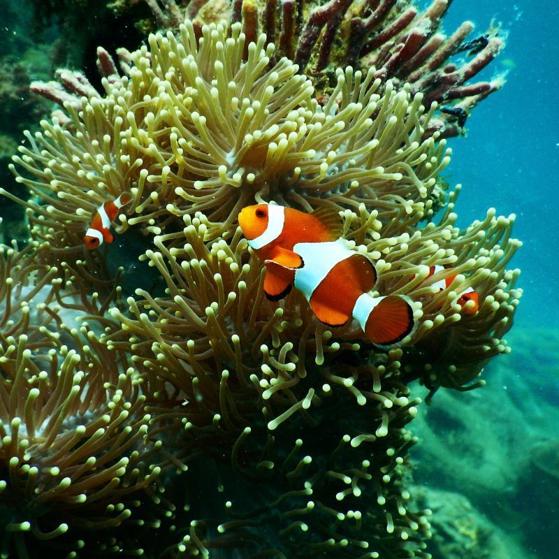 Sunshine yellows to calming blues: Unlucky and lucky colours for Pisces