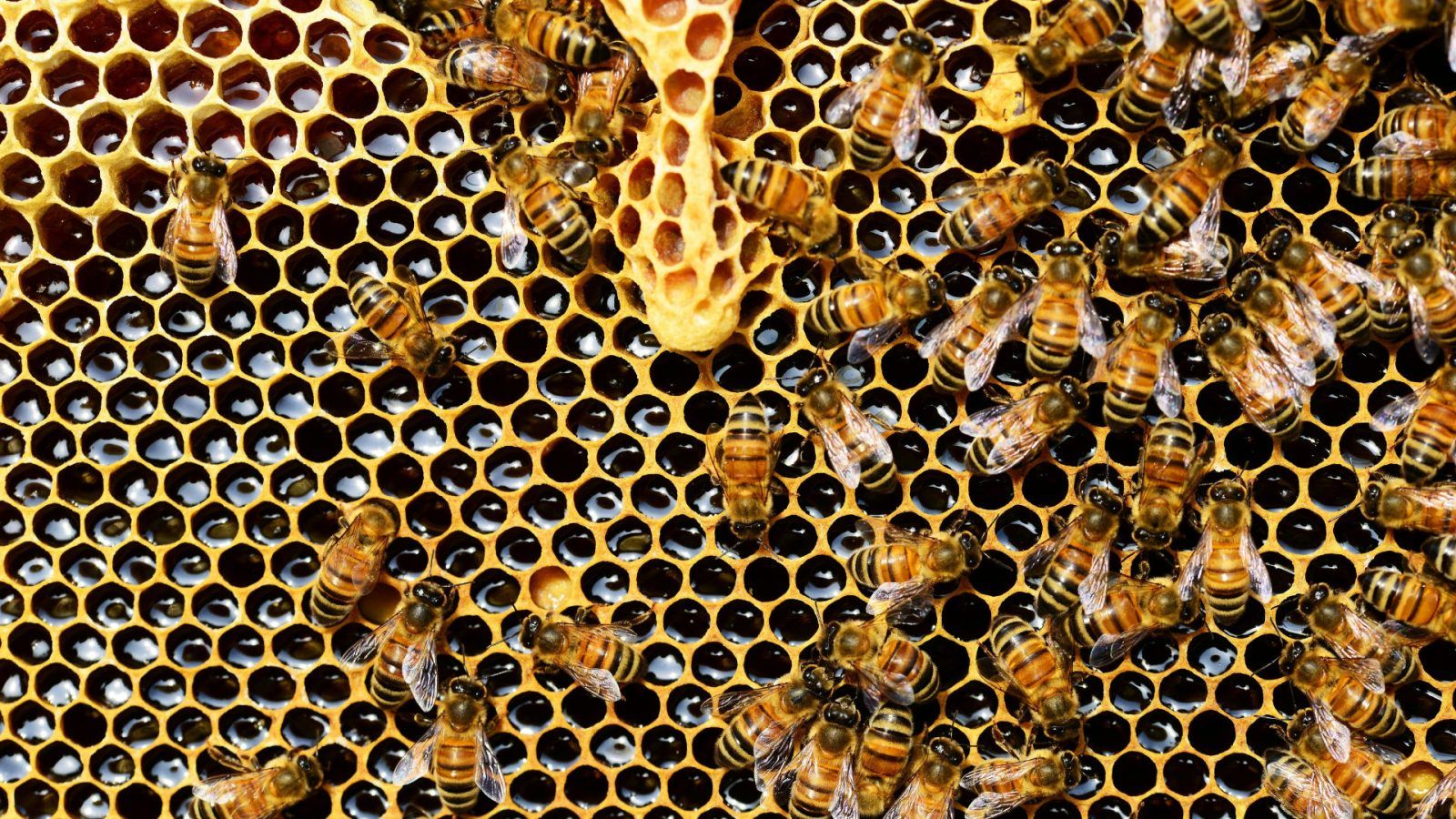 What is Propolis? Know the benefits of this ingredient and how it can enhance your health