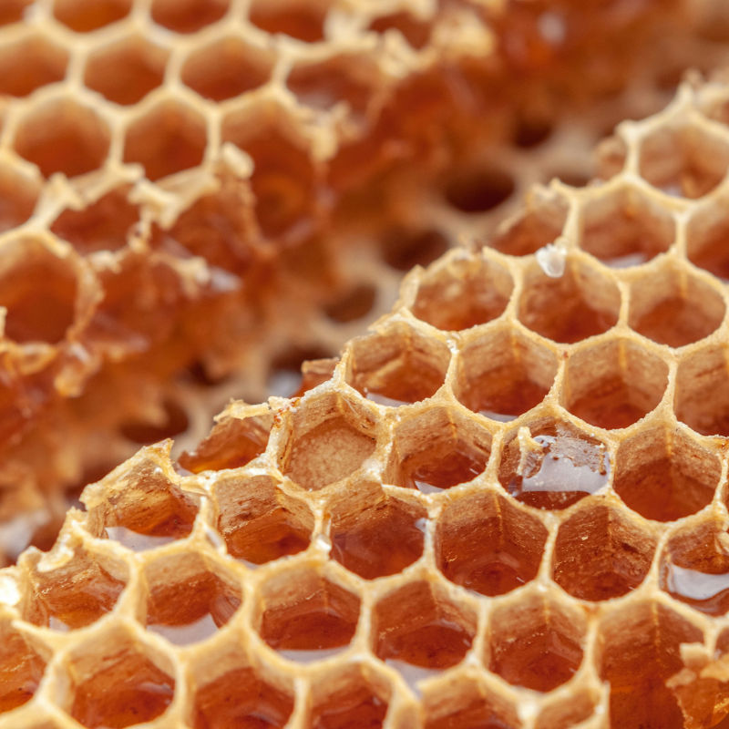 What is Propolis? Know the benefits of this ingredient and how it can enhance your health