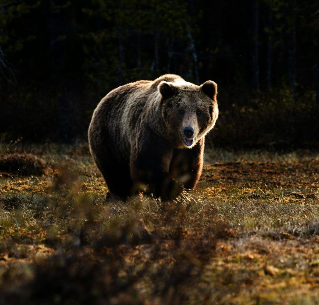Why women would choose a bear over a man, and what this TikTok trend really means