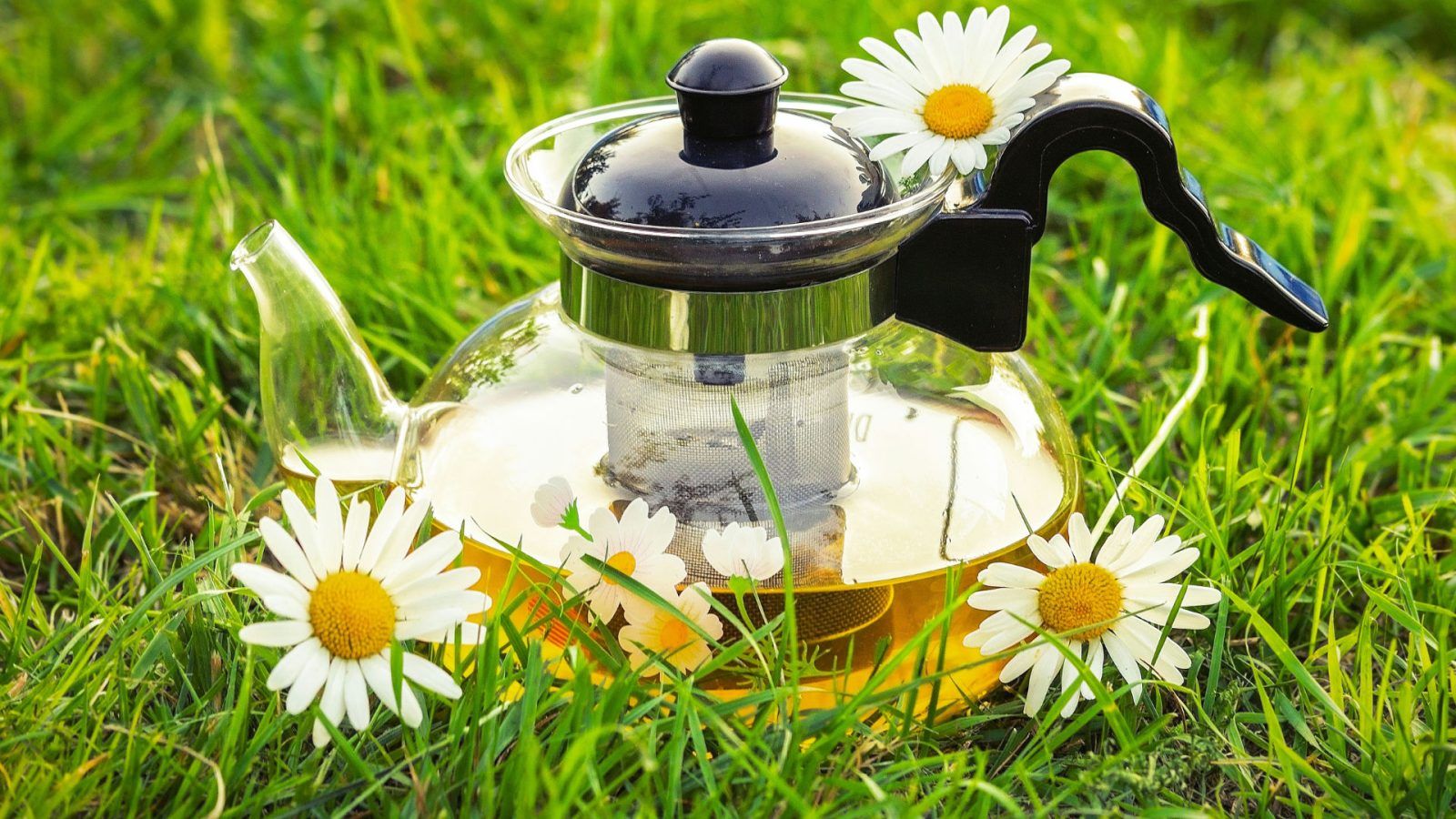 Sipping serenity: How Chamomile tea benefits mind, body, and soul