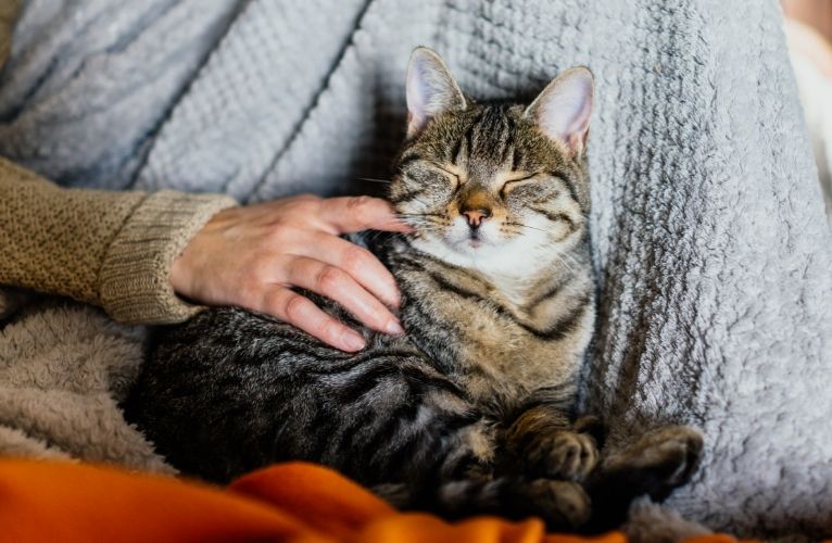 SPCA will reopen its 24-hour Veterinary Services at Wan Chai Centre next month