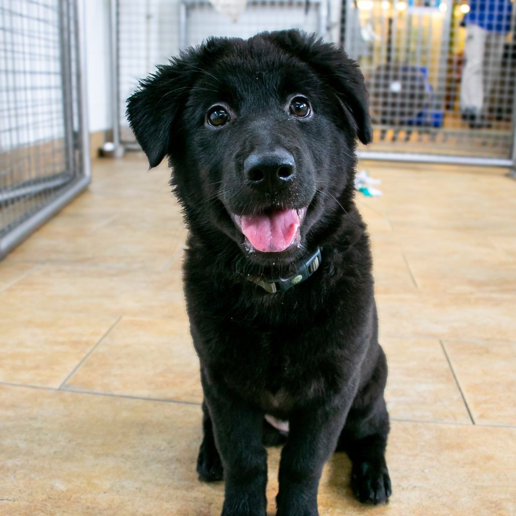 Find your new furry friend at “Adoption Date” in the SPCA Sai Kung Adopt-A-Pet Centre