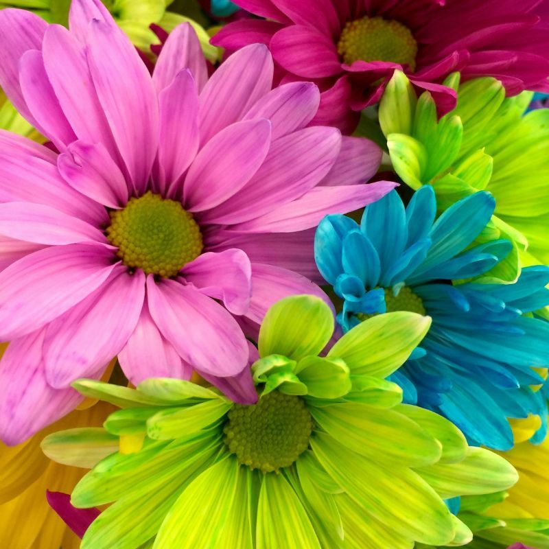 Your guide to lucky birth flowers for each month, their meanings and symbolism