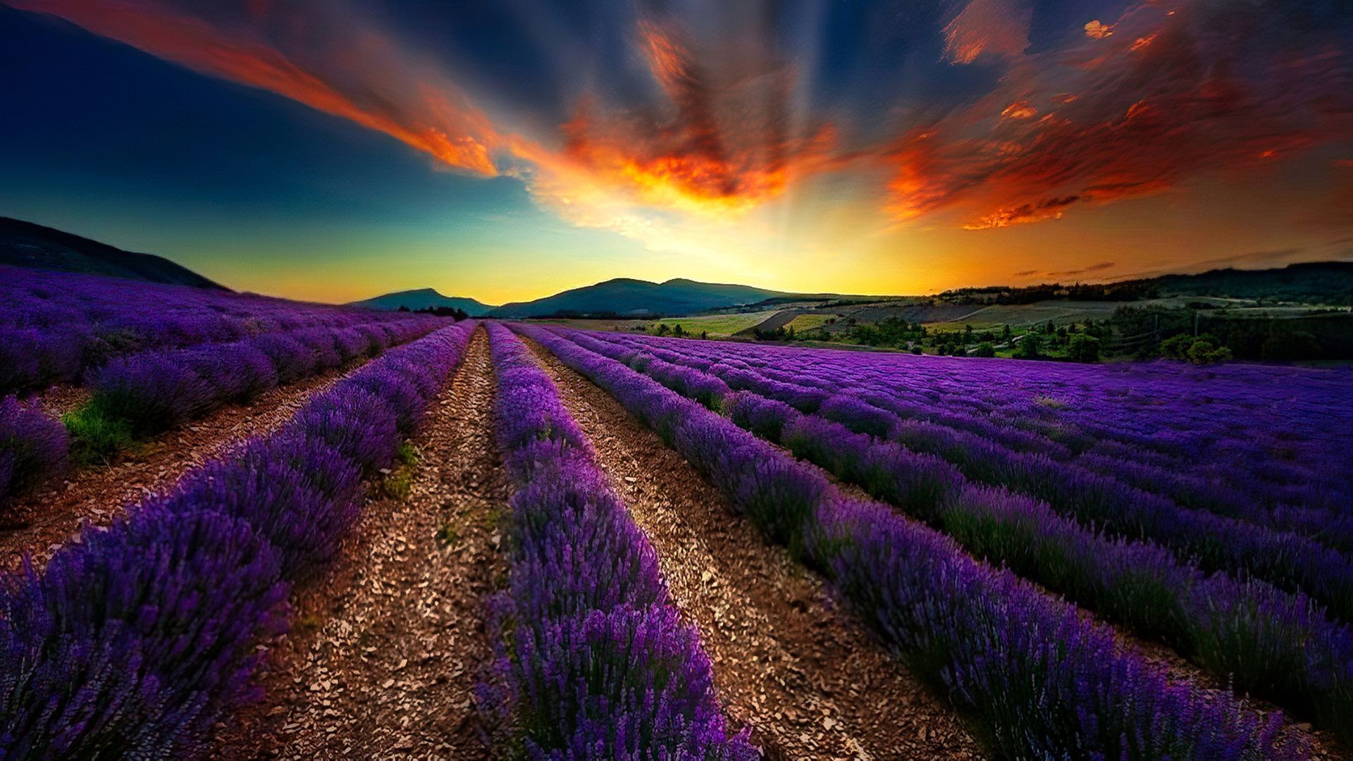 Lavender field in Valensole, France