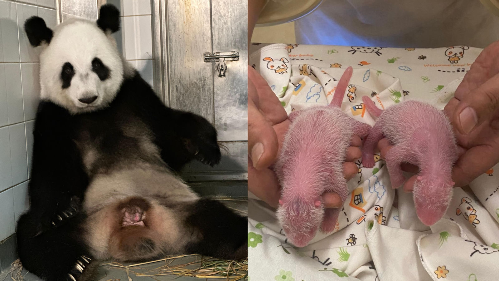 Ocean Park’s giant panda Ying Ying gives birth to Hong Kong’s first panda twins