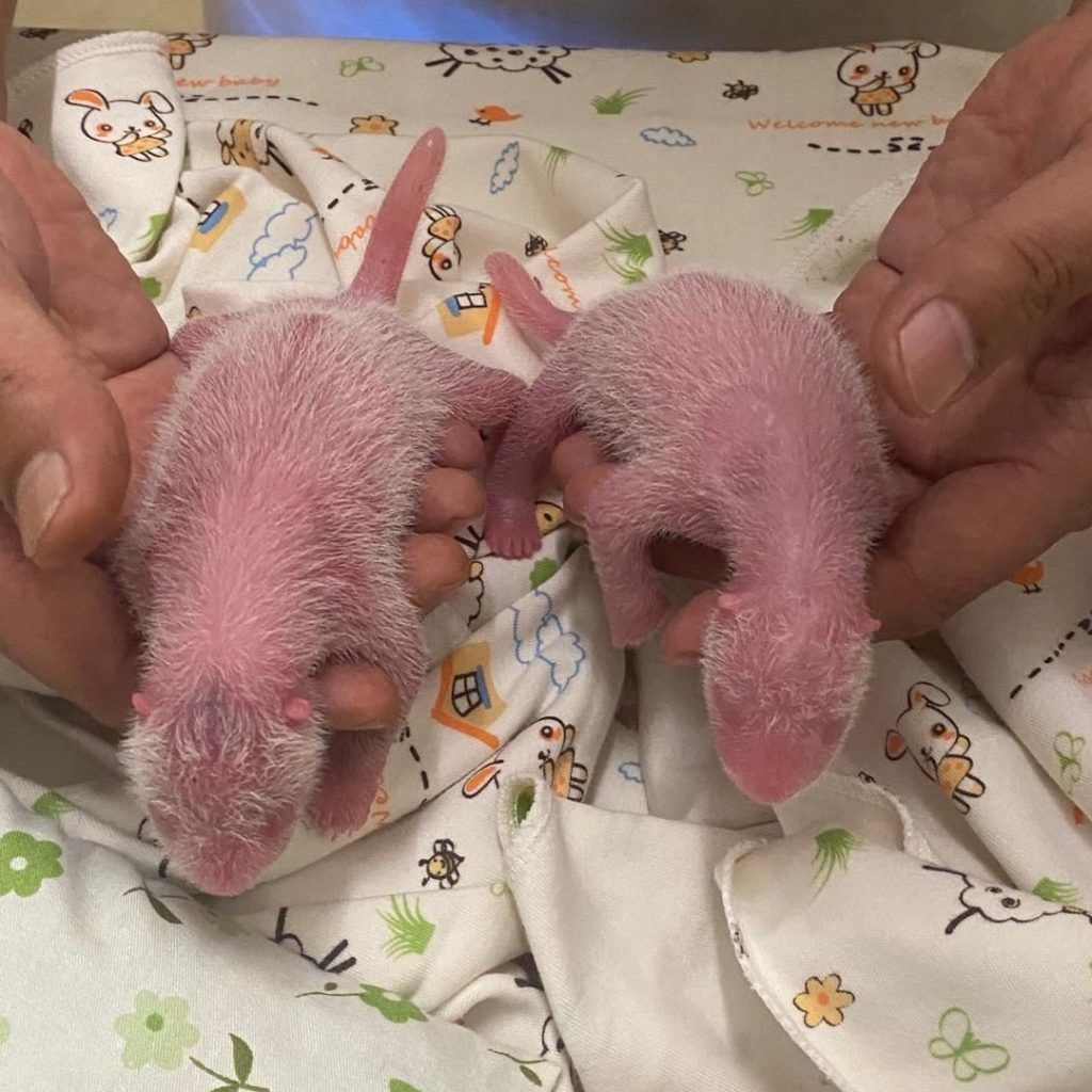Ocean Park’s giant panda Ying Ying gives birth to Hong Kong’s first panda twins