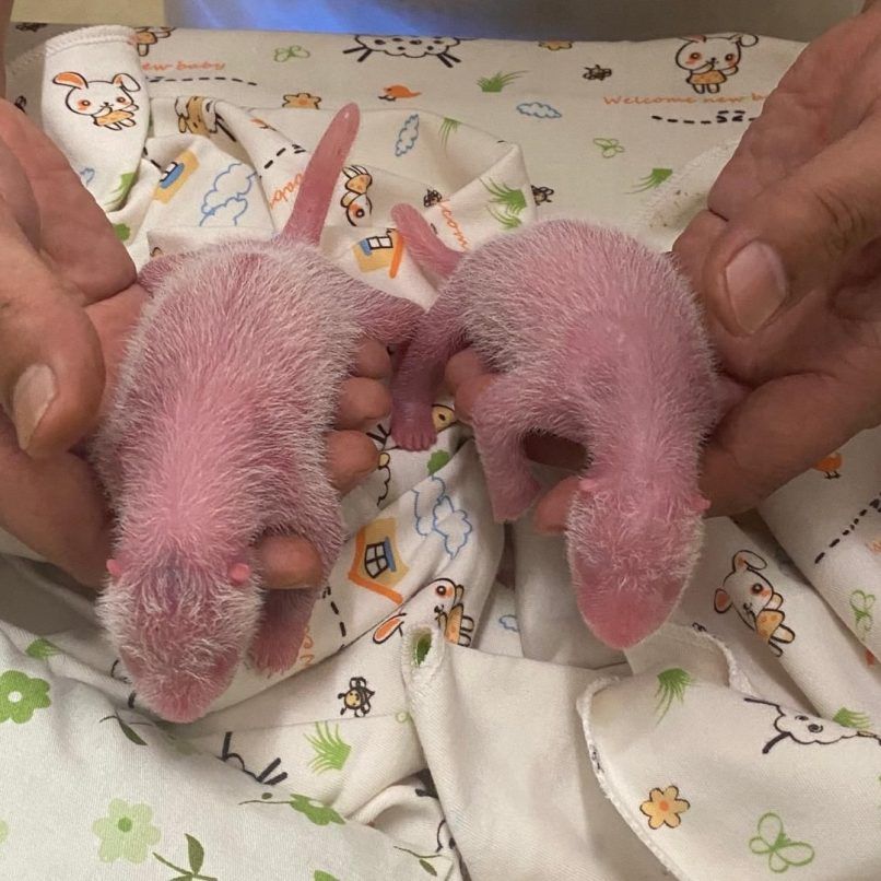 Giant panda Ying Ying gives birth to panda twins in Ocean Park