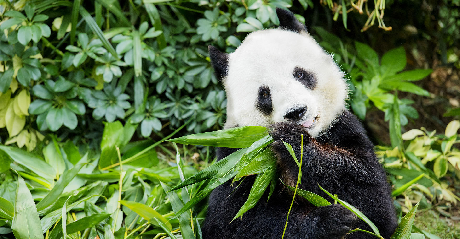 Ocean Park giant panda twins