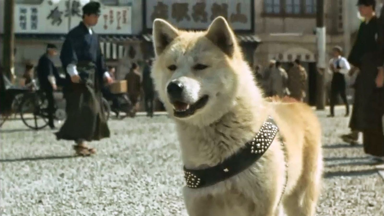 Togo, Hachikō and other dogs loved by fans in unforgettable movies