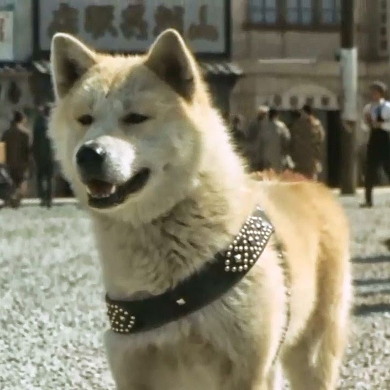 Togo, Hachikō and other dogs loved by fans in unforgettable movies