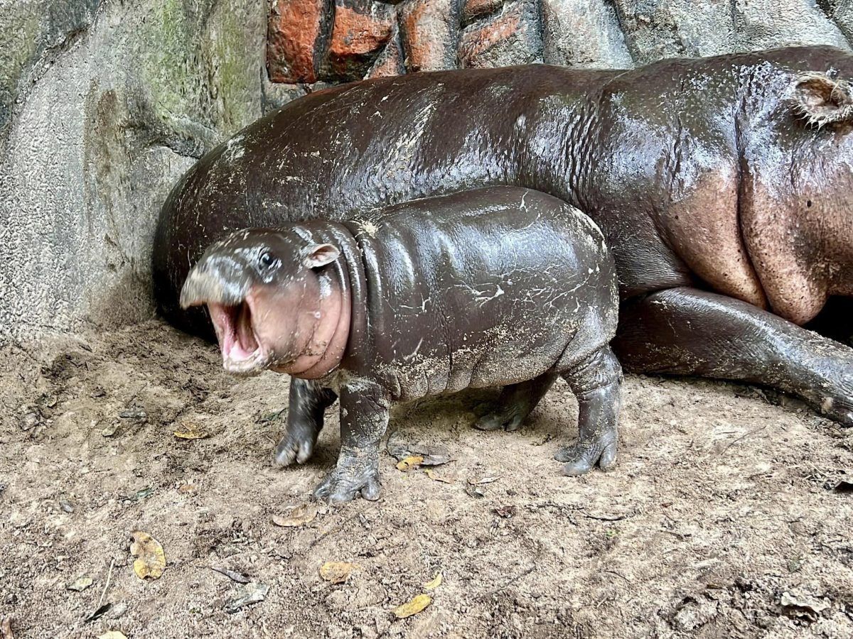 Get to know Moo Deng, the Thai baby hippo that’s taken the internet by storm