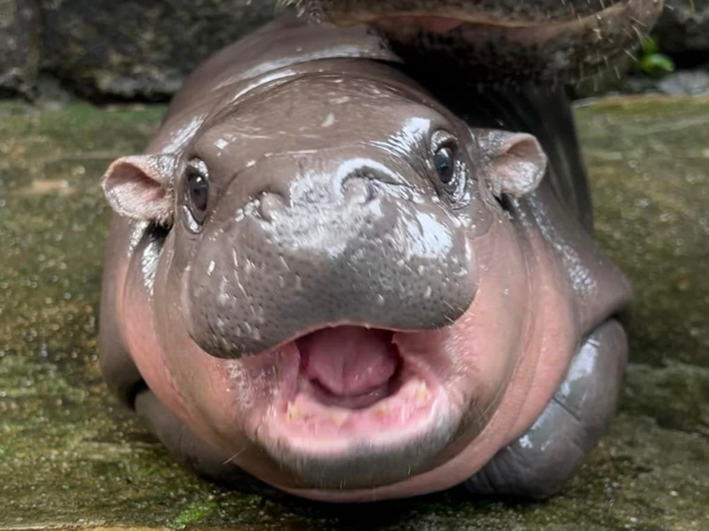 Get to know Moo Deng, the Thai baby hippo that’s taken the internet by storm