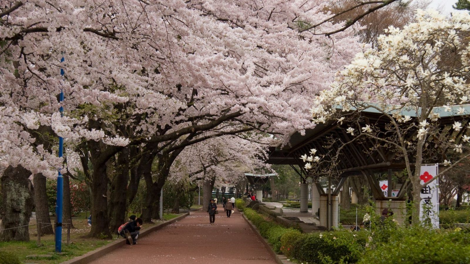 HK Express will offer flights to Sendai with fares starting at HKD 576