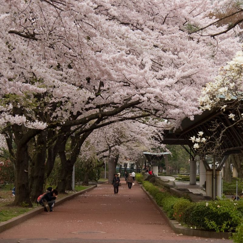 HK Express will offer flights to Sendai with fares starting at HKD 576