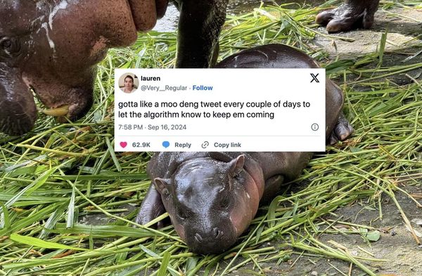 Best Moo Deng memes and reactions on the viral Thai hippo | Lifestyle ...