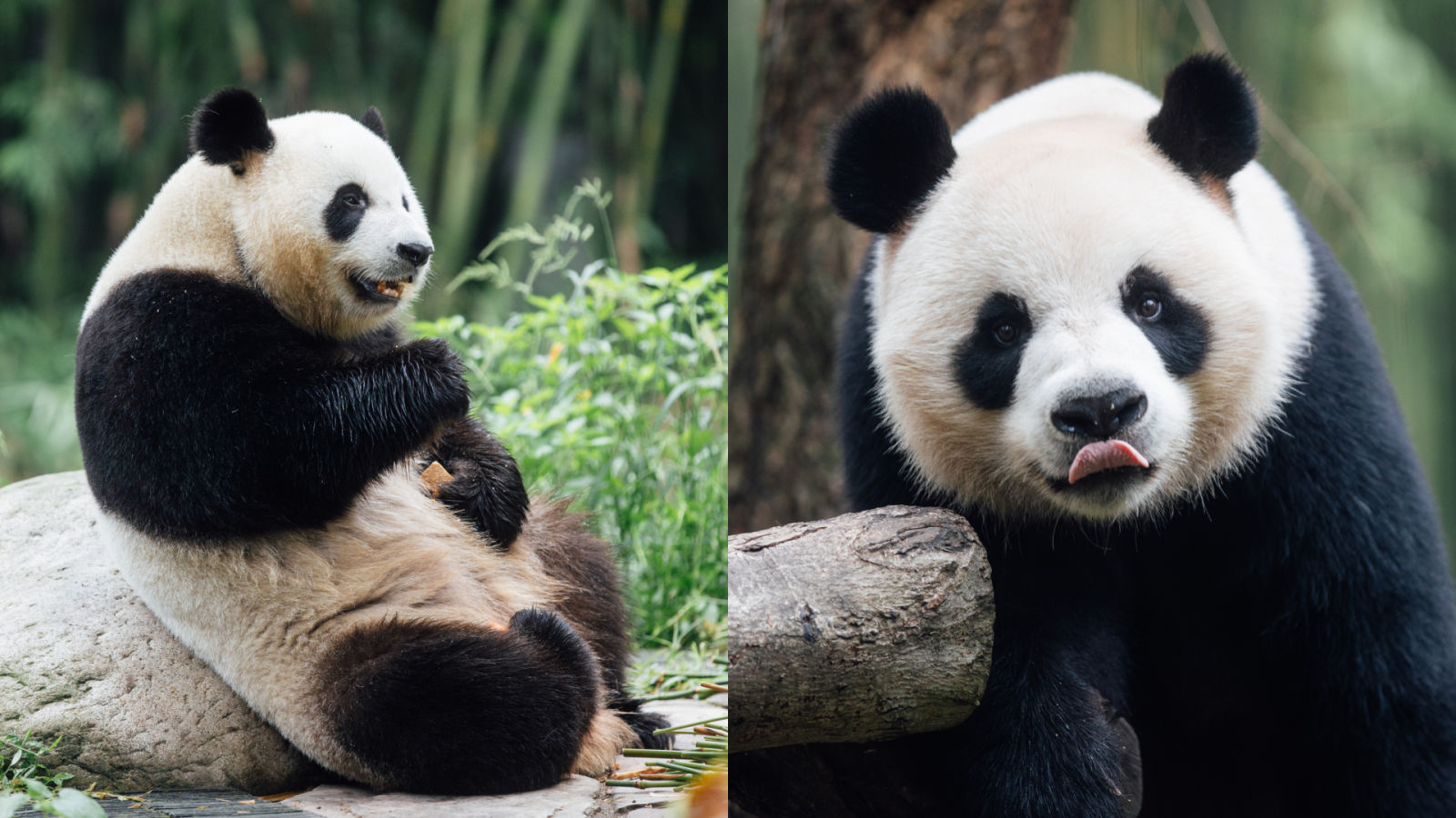 Ocean Park welcomes two new giant pandas, An An and Ke Ke