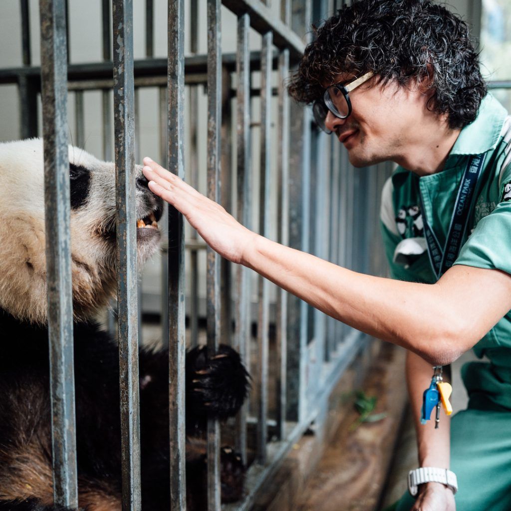 Ocean Park welcomes two new giant pandas, An An and Ke Ke