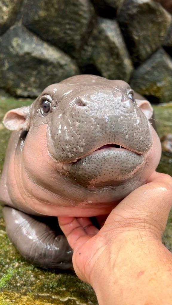 How to visit Thai hippo, Moo Deng: Location, transportation, price, and more