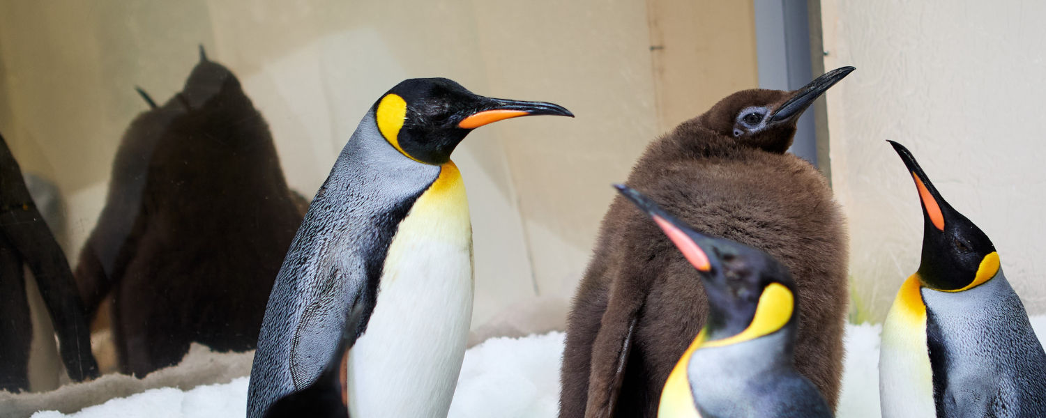 Meet Pesto, the adorable baby penguin going viral after Moo Deng