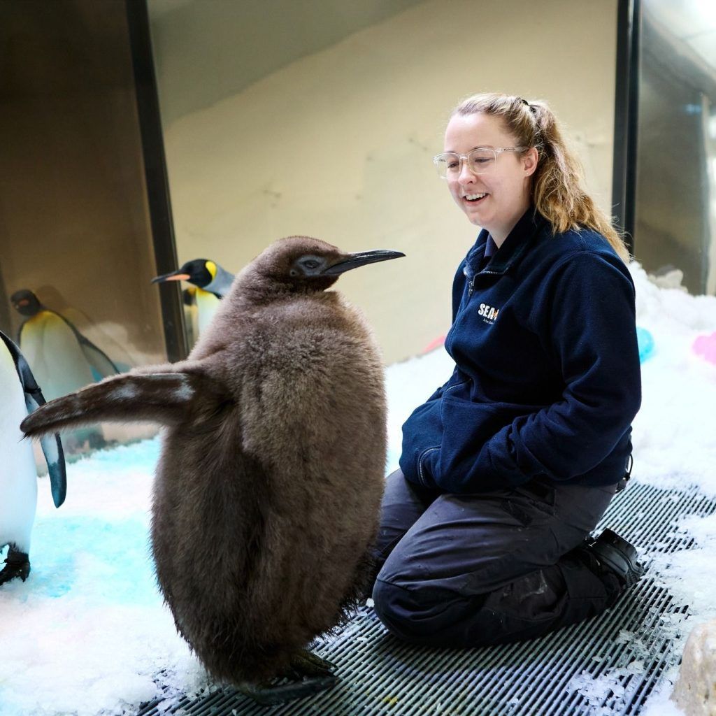 Meet Pesto, the adorable baby penguin going viral after Moo Deng