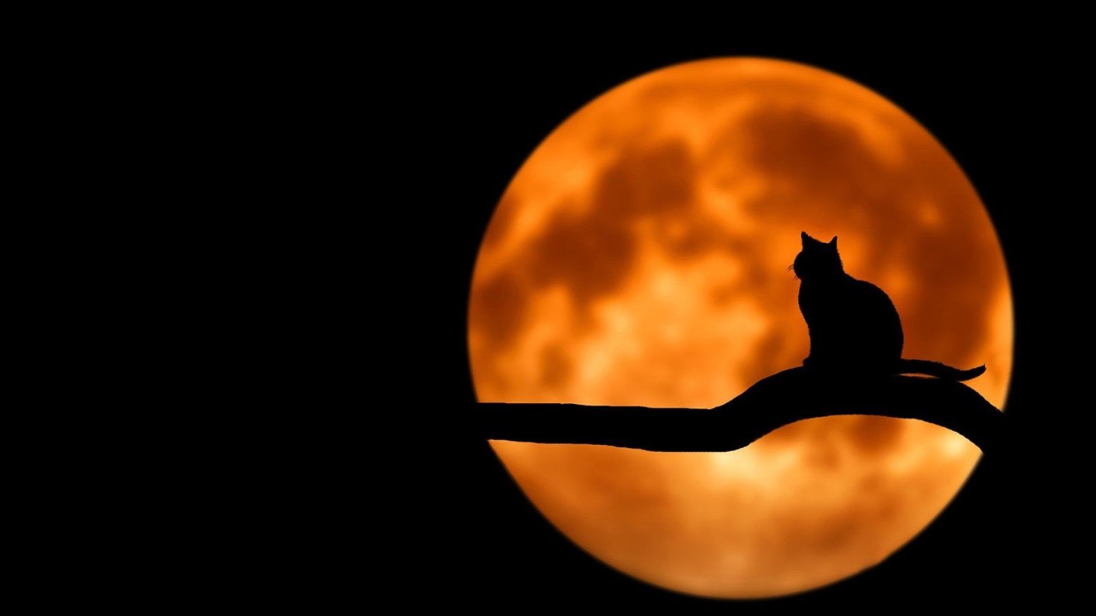 October 2024 full moon: Blood Moon in Aries and its fiery effects on the zodiac signs