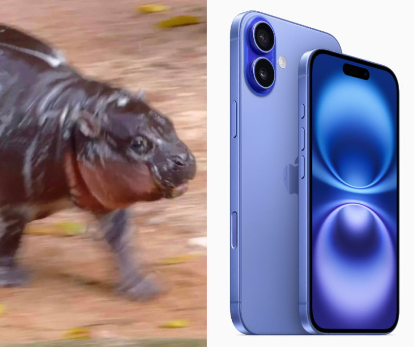 moo deng iphone