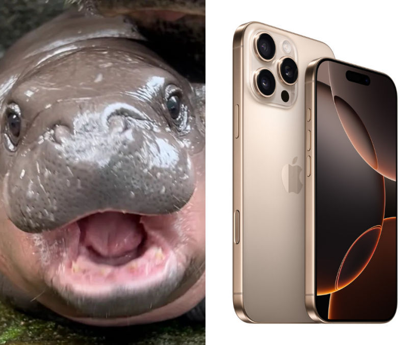 moo deng iphone