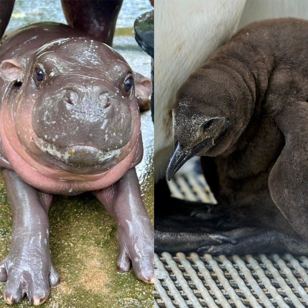 Moo Deng vs Pesto: Let’s examine who would win in this face-off