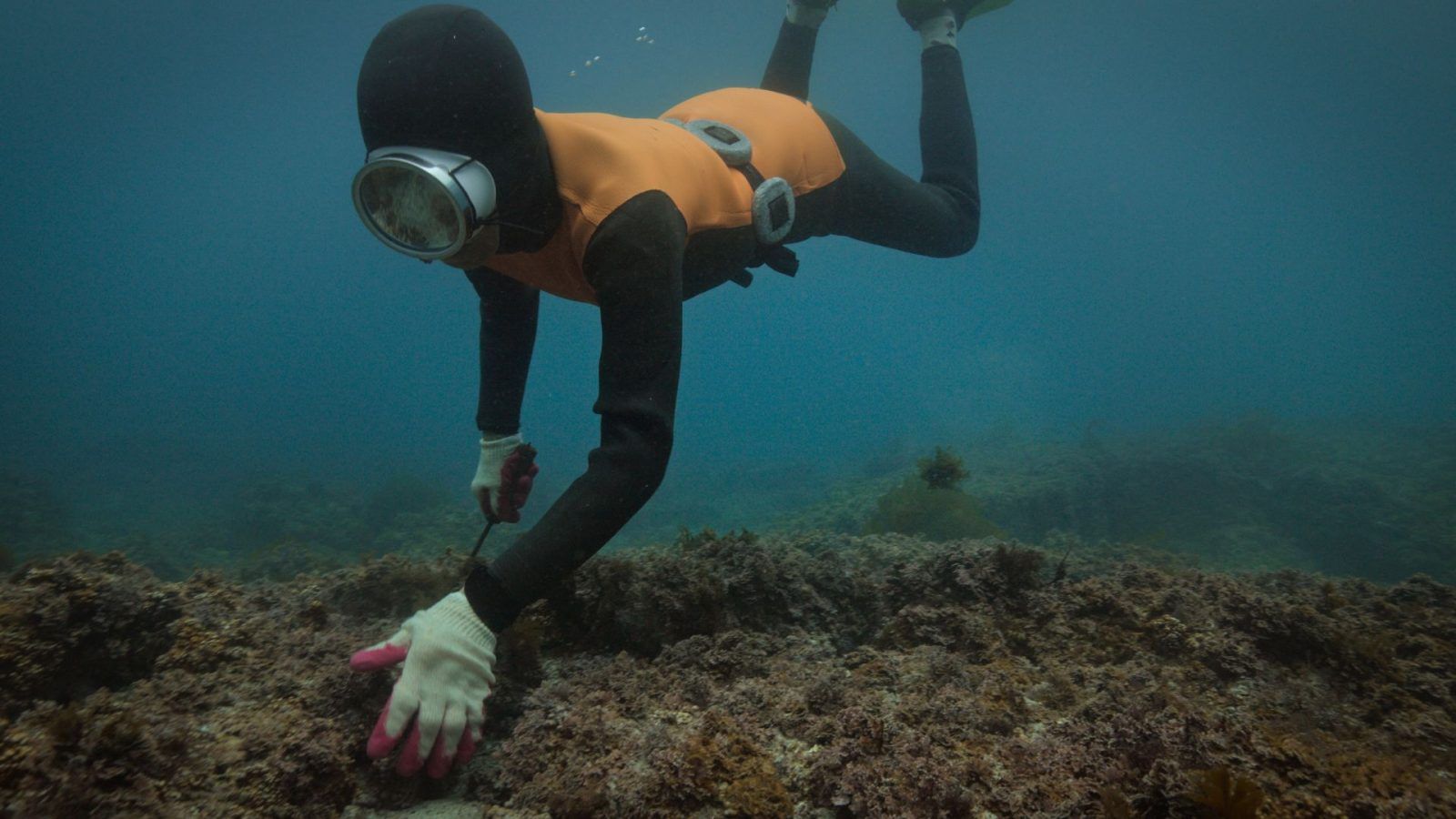 ‘The Last of the Sea Women’ is director Sue Kim’s ode to South Korea’s legendary divers