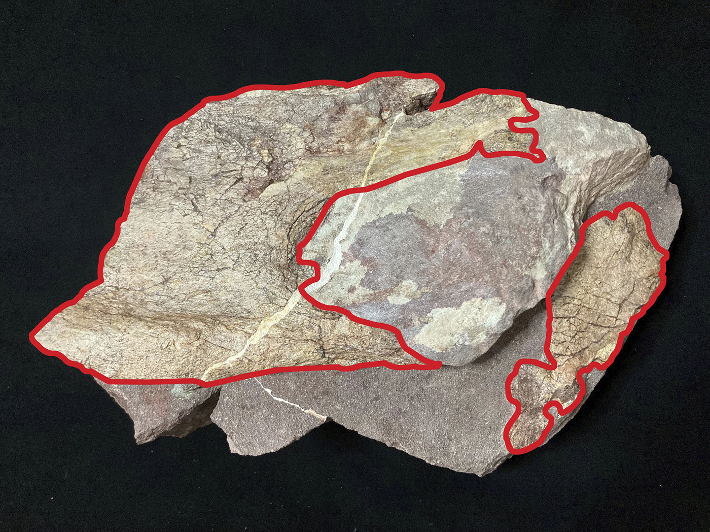 Dinosaur bone fossil Hong Kong