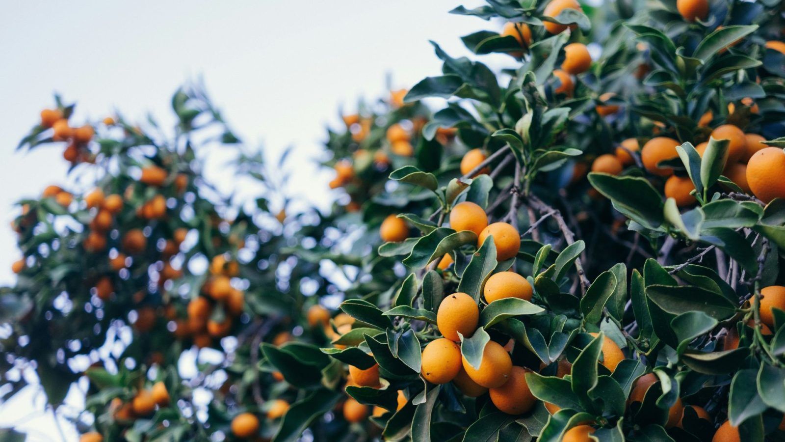 chinese new year orange plant