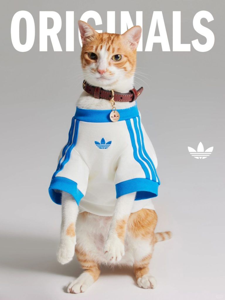 cat adidas tracksuit