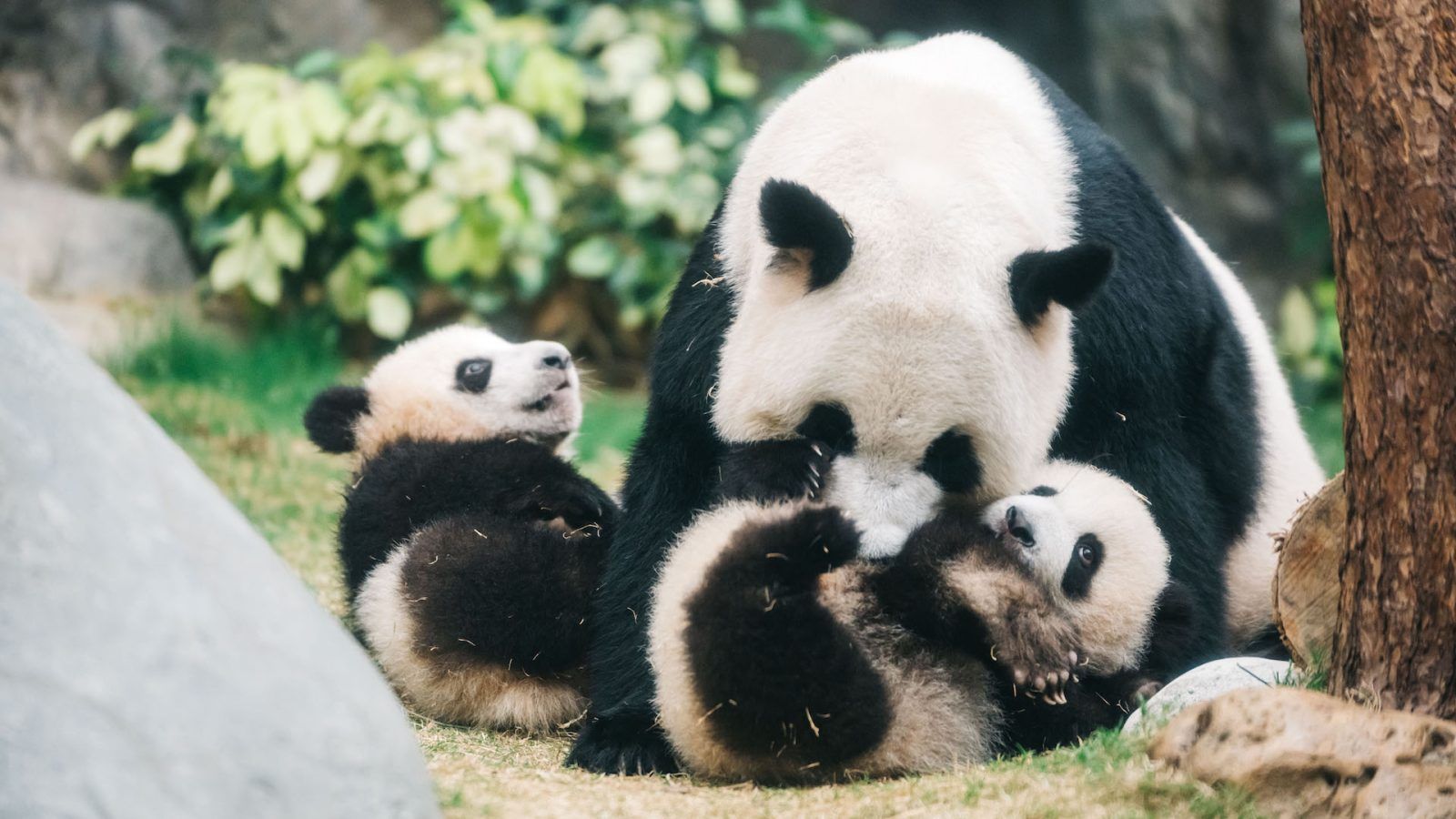 A large panda mother is happily cuddling and playing with her twin panda babies, Jia Jia and De De.
