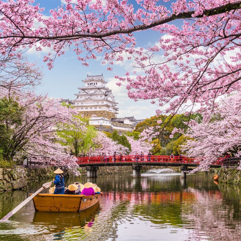 Japan Cherry Blossom Forecast: Bloom Dates For Year 2026 | LSA HK