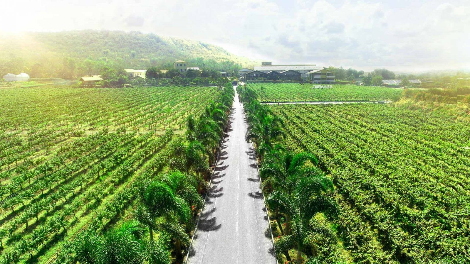 9 of the best vineyards in Asia every wine lover must visit