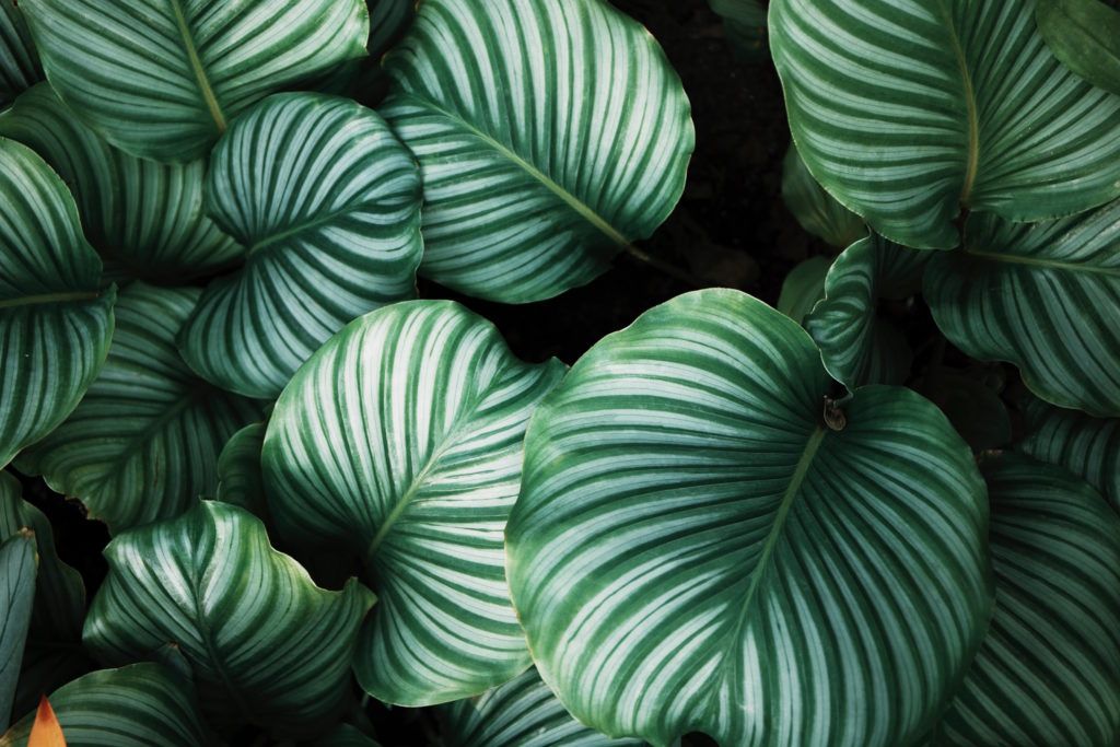 Bangkok’s best plant markets to create your own green oasis