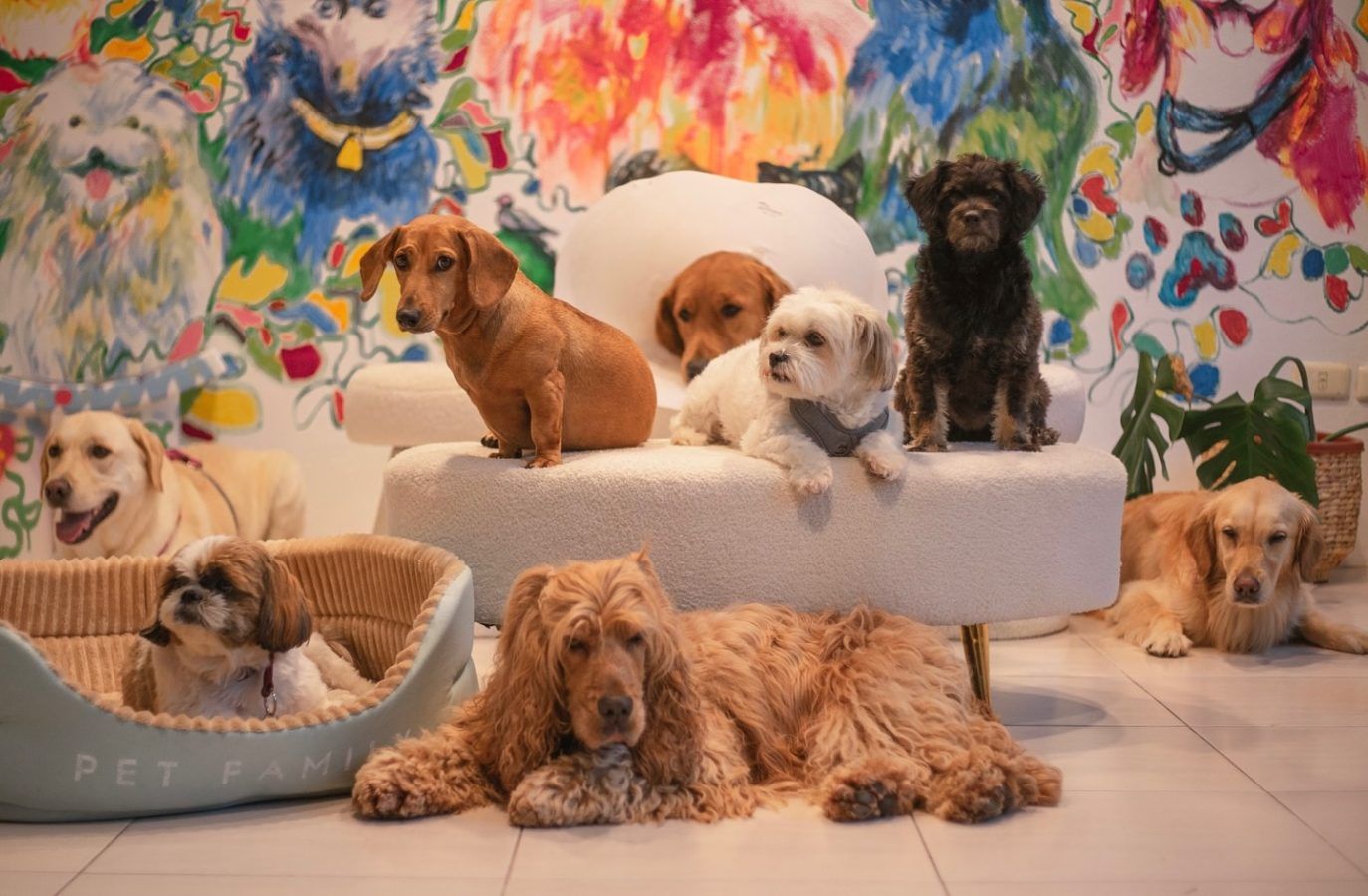 Bangkok’s best pet hotels for a worry-free vacation