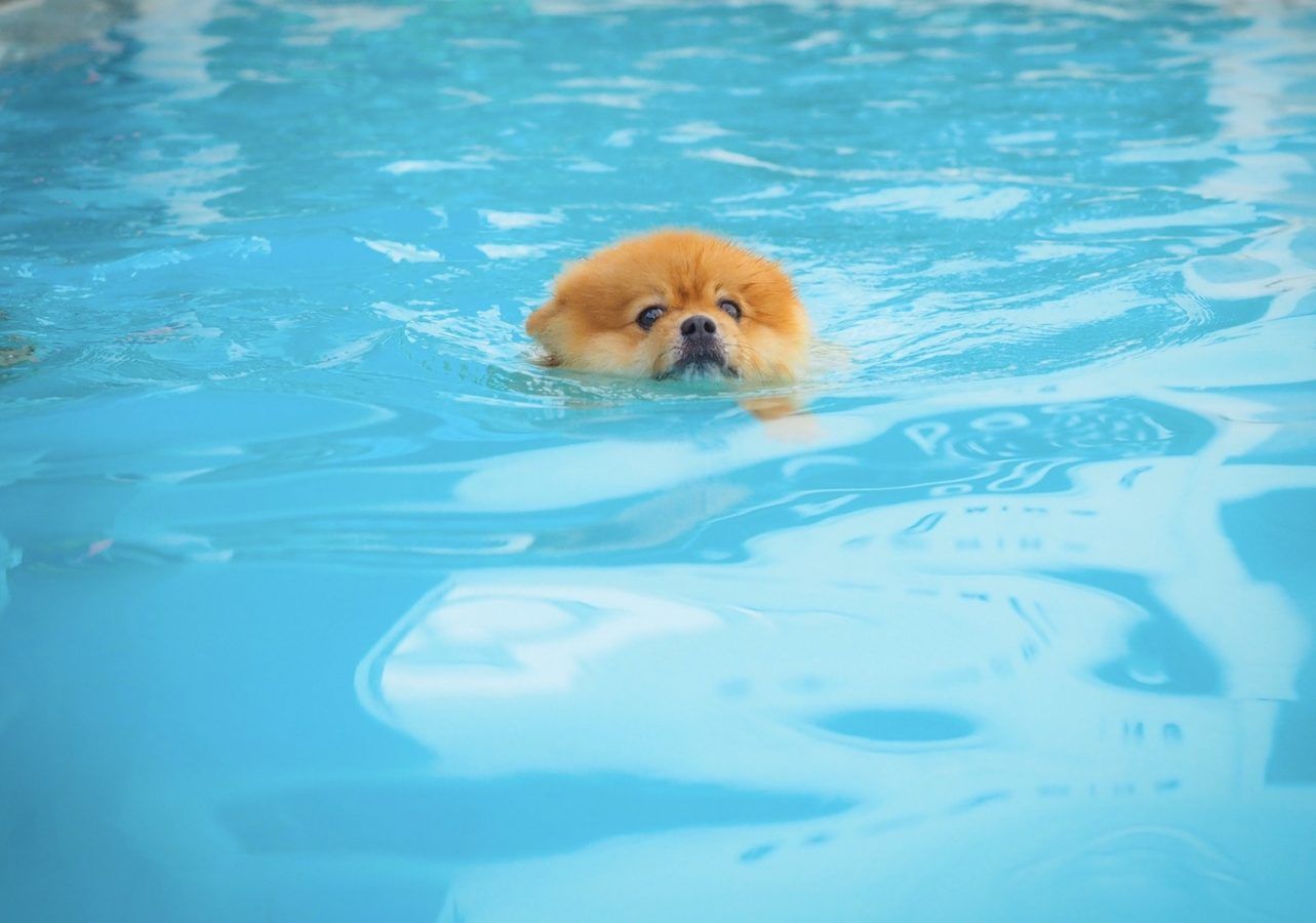 Bangkok's best pet hotels for a pawsome time Lifestyle Asia Bangkok