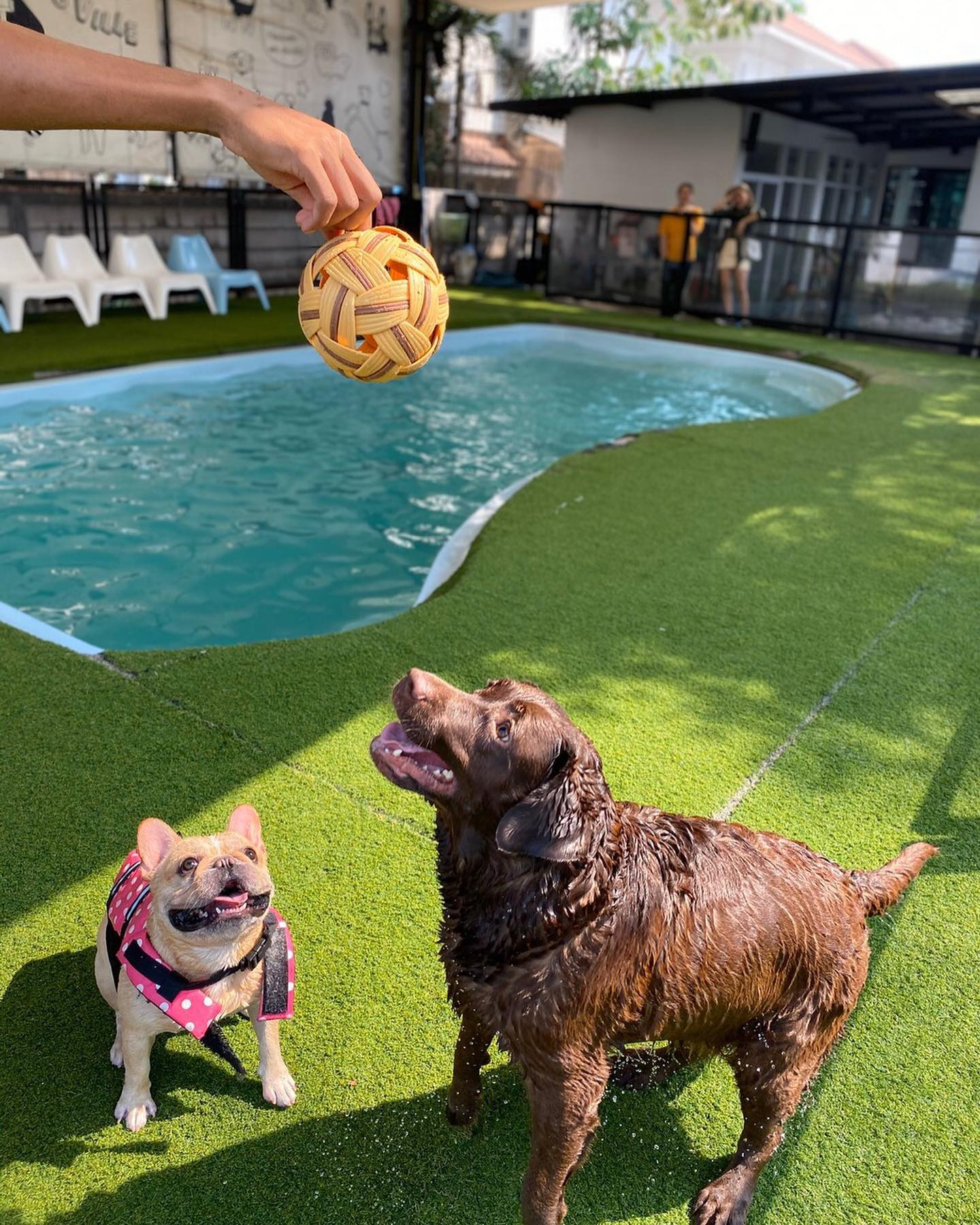 Bangkok's best pet hotels for a pawsome time Lifestyle Asia Bangkok