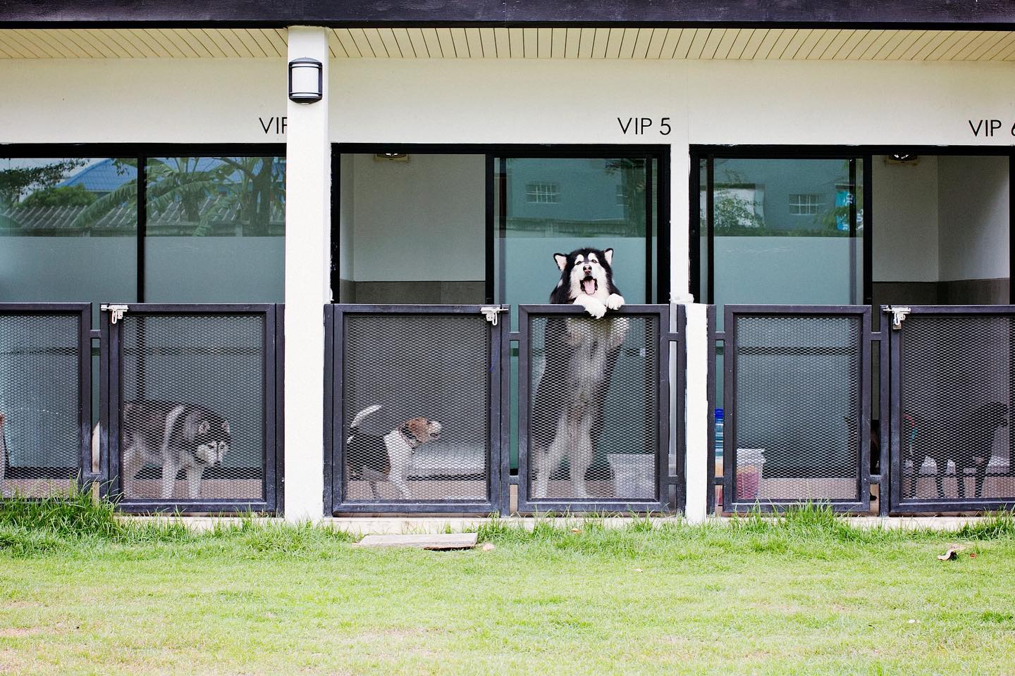 Bangkok's best pet hotels for a pawsome time Lifestyle Asia Bangkok