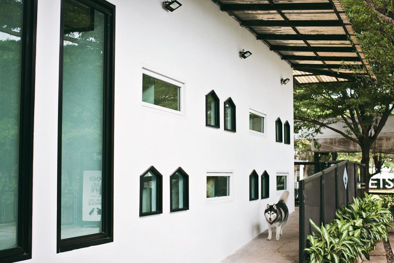 Bangkok's best pet hotels for a pawsome time Lifestyle Asia Bangkok